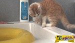 Η περιέργεια… έπνιξε τελικά τη γάτα; Δείτε στο βίντεο τι έπαθε το χαριτωμένο κατοικίδιο!
