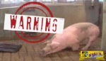 Όταν γουρούνια γίνονται οι άνθρωποι – Απίστευτη σκληρότητα σε σφαγείο των ΗΠΑ (+18)