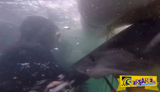 Τρόμος: Η αγριότερη επίθεση λευκού καρχαρία σε κλωβό με ανθρώπους!