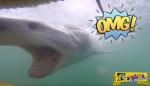 Βίντεο που κόβει την ανάσα: Γλίτωσε εκατοστά από τα σαγόνια του καρχαρία!