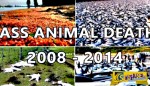 Παγκόσμια ανησυχία για τους μαζικούς θανάτους ζώων σε όλον τον πλανήτη - Μήπως κάτι πολύ σοβαρό πρόκειται να συμβεί;