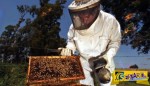 Μελισσοκομία: Ξεκίνημα από το μηδέν, το εισόδημα και οι τρέχουσες επιδοτήσεις