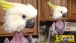 Απίστευτο: Παπαγάλος έχασε όλα του τα φτερά από το στρες