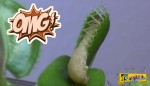 Δείτε πως ένα σαρκοφάγο φυτό κατασπαράζει μια κάμπια!