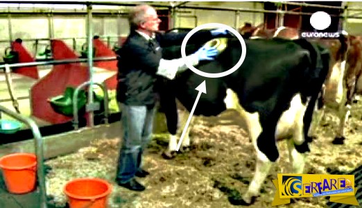 Βίντεο-σοκ: Άνθρωποι ταΐζουν τις αγελάδες από βαλβίδα στο στομάχι σαν να γεμίζουν αυτοκίνητο!
