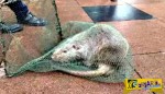 Αρουραίος-τέρας βρέθηκε σε πανεπιστήμιο στην Κίνα - Ζυγίζει 10 κιλά!