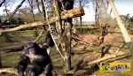 Χιμπατζής βάζει στο μάτι το drone και το καταρρίπτει με συνοπτικές διαδικασίες!