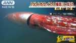 Γιγάντιο καλαμάρι κολυμπά στις ακτές της Ιαπωνίας!