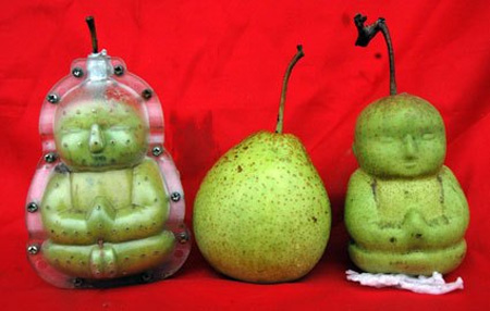 Buddha_Pears_1
