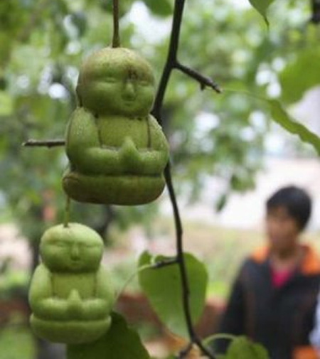 Buddha_Pears_3