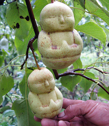 Buddha_Pears_5