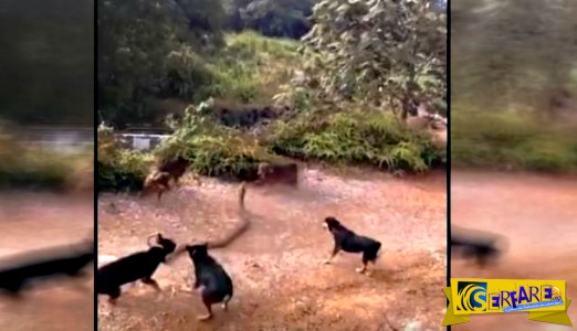 Επική μάχη: Βασιλική κόμπρα πολεμά με πέντε σκυλιά!