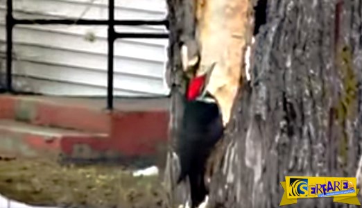 Μοναδικό βίντεο: Δρυοκολάπτης κατεδαφίζει δέντρο για να βρει την τροφή του!