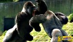 Ένα απολαυστικό βίντεο με δύο γορίλες να λύνουν τις διαφορές τους με ... μποξ!
