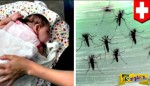 Βιολογικό όπλο: Μεταλλαγμένα κουνούπια εξάπλωσαν τον ιό Ζίκα;