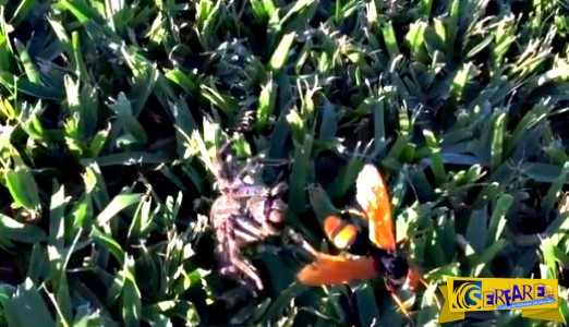 Η μάχη μέχρι θανάτου της γιγαντιαίας σφήκας με μια αράχνη!