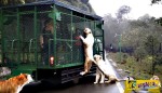 Εκεί που τα ζώα κυκλοφορούν ελεύθερα και οι επισκέπτες μπαίνουν σε κλουβιά!