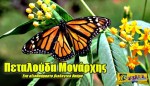 Πεταλούδα Μονάρχης: Ένα αξιοθαύμαστο βιολογικό θαύμα
