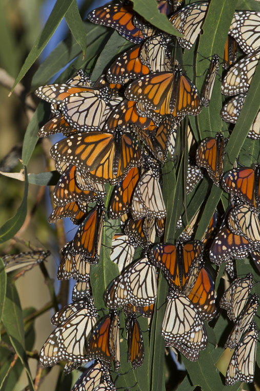 petalouda-monarchis-3