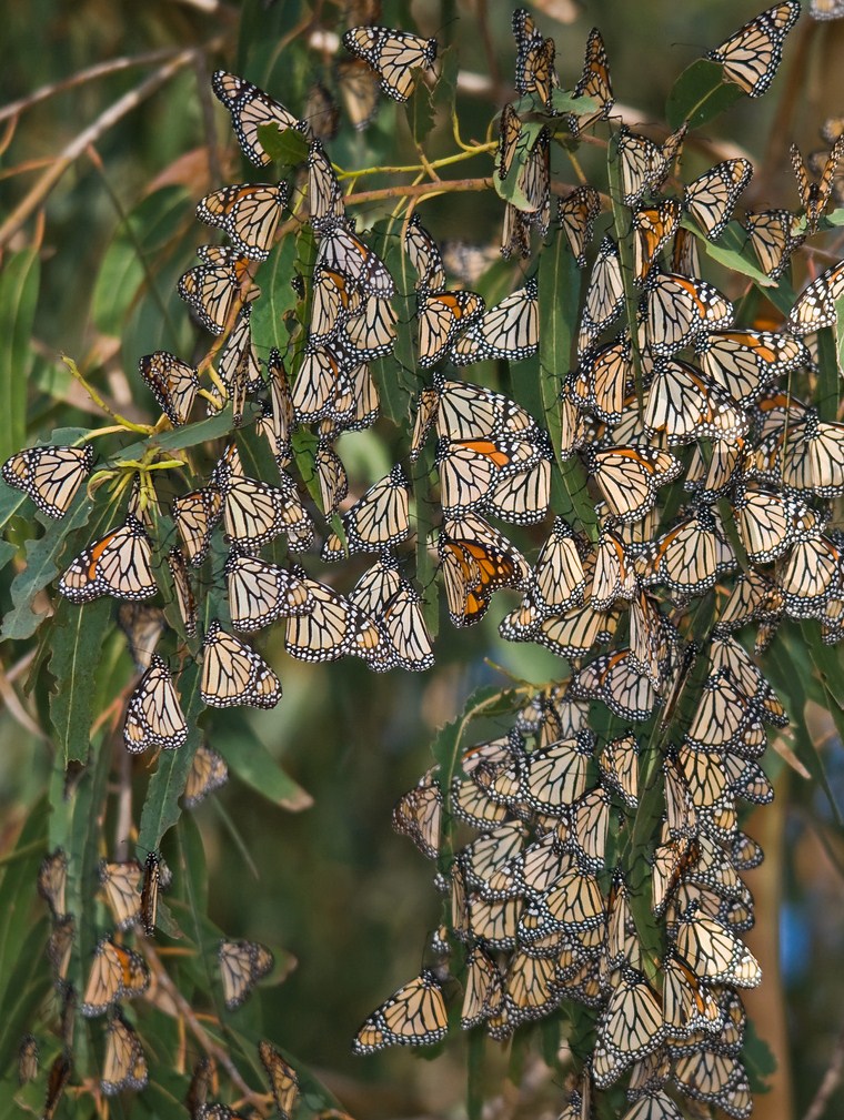 petalouda-monarchis-4