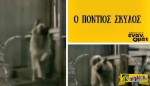 Ο πόντιος σκύλος που κάνει θραύση στο Ίντερνετ!