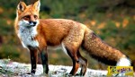Από που προήλθε η φράση τι θέλει η αλεπού στο παζάρι;