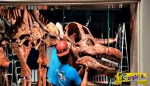 Βρέθηκε στην Αργεντινή ο μεγαλύτερος τιτανόσαυρος στον κόσμο!- Και προκαλεί τρόμο ...