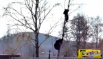 ΣΟΚ! Αρκούδα κυνηγάει έναν άνδρα ακόμα και πάνω στο δέντρο!
