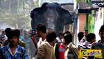 Ελέφαντας σπέρνει τον πανικό σε πόλη της Ινδίας καταστρέφοντας 100 σπίτια