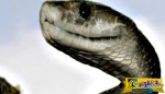 Τρομακτικό: Δείτε επίθεση από φίδι Bitis arietans ...