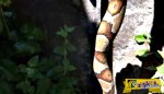Νομίζεις ότι βλέπεις φίδι; Κοίτα πιο κοντά και σε 10 δευτερόλεπτα θα μείνεις άναυδος!