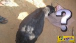 Μια κατσίκα γέννησε ένα πλάσμα που δεν μοιάζει με κατσικάκι μικρό αλλά …