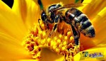 Θανατηφόρος πανδημία εξαφανίζει τις μέλισσες του πλανήτη!