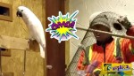 Αυτός ο παπαγάλος βρίζει (και μάλιστα πολύ) γιατί του έσπασαν το κλουβί!
