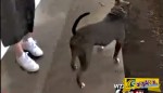 Αυτό το pitbull είδε να χτυπάνε μία γυναίκα - Δείτε πως «τακτοποίησε» την κατάσταση!