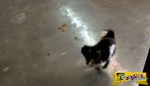Αυτός ο σκύλος έχει εκπαιδευτεί να καθαρίζει τις...πατούσες του στο χαλί πριν μπει στο σπίτι