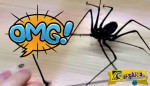 Αν νομίζετε πως οι αράχνες είναι τρομακτικές που να δείτε αυτό το πλάσμα!