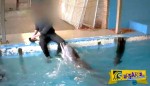 Φρίκη: Εργαζόμενος σε ενυδρείο ικανοποιεί εpωτικά ένα… δελφίνι!