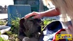 Η συγκινητική ιστορία ενός σκύλου που βρέθηκε εγκαταλελειμμένος κάτω από μια γέφυρα και πέθανε