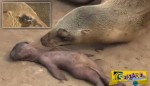 Σπαρακτικό βίντεο δείχνει το μαρτύριο θαλάσσιου λιονταριού που έχασε το μωρό του!