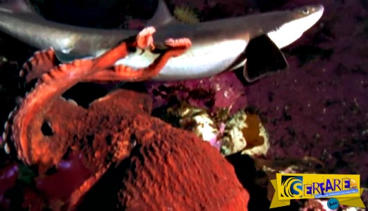 Γιγάντιο χταπόδι σκοτώνει και τρώει… καρχαρία!