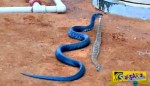 Μπλε φίδι καταβροχθίζει… κροταλία!
