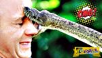 Ανατριχιαστικό: Έχετε δει φίδια να δαγκώνουν σε slow motion;