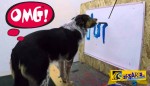Πανέξυπνο σκυλί μπορεί και γράφει το όνομά του!