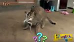 Δείτε τι συμβαίνει όταν μια γάτα προσπαθεί να φάει ένα ζωντανό χταπόδι!