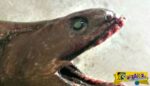 Δείτε τον προϊστορικό καρχαρία με 25 σειρές δοντιών που ψάρεψαν στην Αυστραλία!