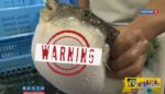 Ψάρι - Fugu: Η επικίνδυνη ιαπωνική λιχουδιά!