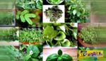 Πλήρης κατάλογος βοτάνων και οι θεραπείες τους – Τι ασθένειες θεραπεύει κάθε βότανο!