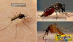 Οι έξι βελόνες που χρησιμοποιούν τα κουνούπια για να σας πιουν το αίμα!