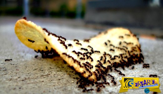 Το κόλπο για να εξαφανίσετε τα μυρμήγκια από το σπίτι